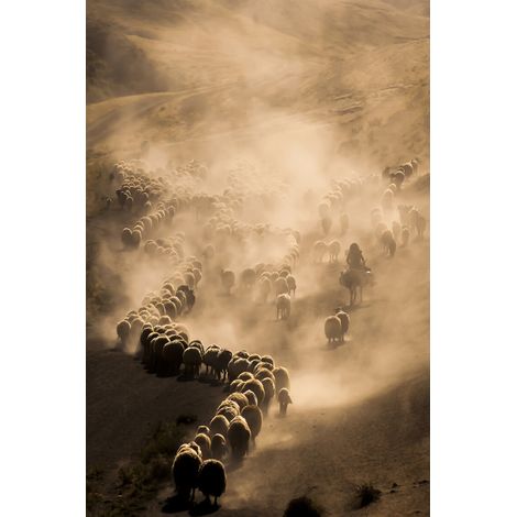 Tableau sur toile troupeau 30x45 cm - Impression sur Toile Murale Décorative - Image imprimée en HD sur Toile - Toile sur Châssis en Bois FSC - Fabriqué en France (1/5)