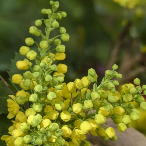 Mahonia Winter Sun/Pot de 5L - Touffe (1/5)