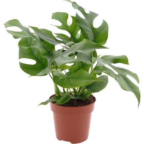 Monstera Minima plante d’intérieur feuillage perforé vert pot 12 cm hauteur 25 cm - PANGIVO (1/5)