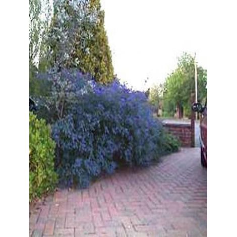 Céanothe, Lilas de Californie 'Italian Skies' Pot de 2L/3L (1/3)