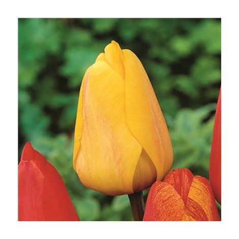 GOLDEN APELDOORN - 8  BULBES