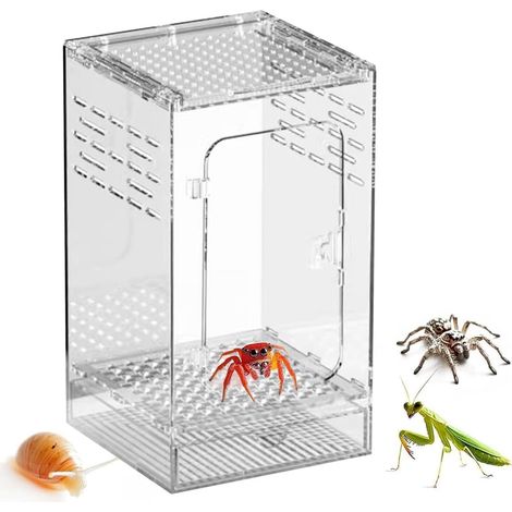 Habitat transparent anti-fugue pour tarentule arboréale (1/5)