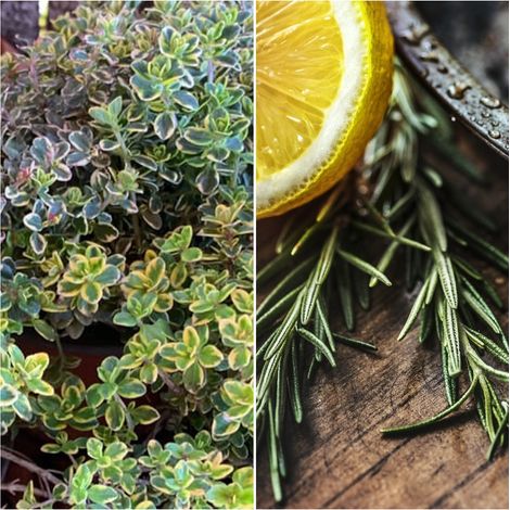 Pack de 5 Plantas de Tomillo Limon Thymus Citriodorus Aureovariegata Desprende Aroma Limon