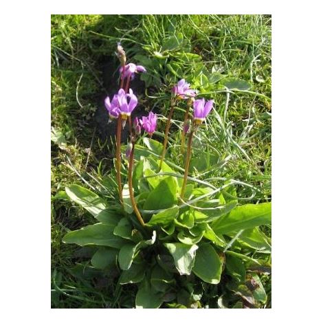 Gyroselle de Virginie Godet de 8/9 cm (1/2)