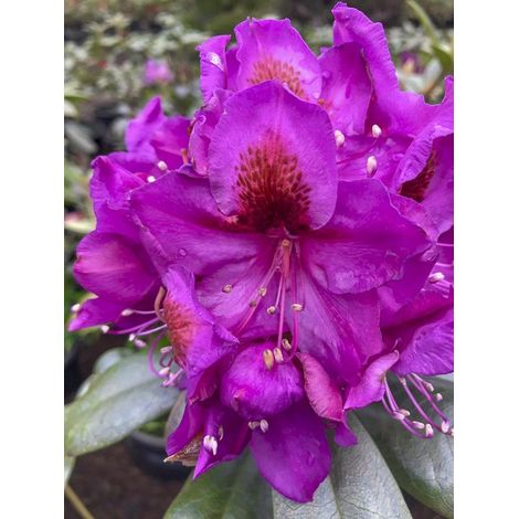 Rhododendron 'Red Eye' Pot de 4L/5L (1/3)