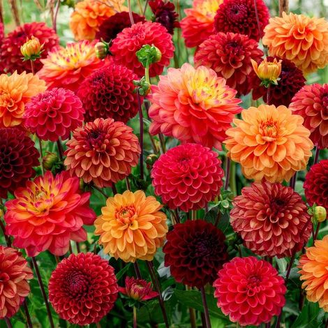 Dahlia 'Indian Summer' (lot de 5) - Bulbes à fleurs multicolores - Tubercules pour le jardin