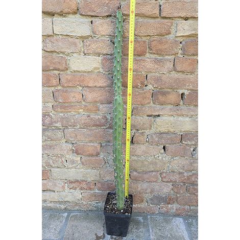 Harrisia pomanensis (Cleistocactus bonplandii) 80 cm, cactus, pianta grassa
