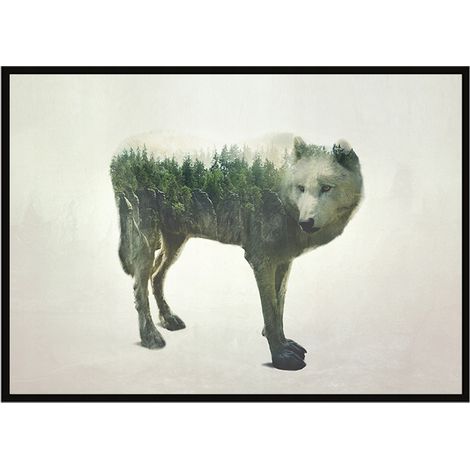 Bild Poster im Rahmen 43x33cm Wolf P1201 (1/3)
