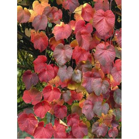 Vigne d'ornement Pot de 2L/3L (1/2)