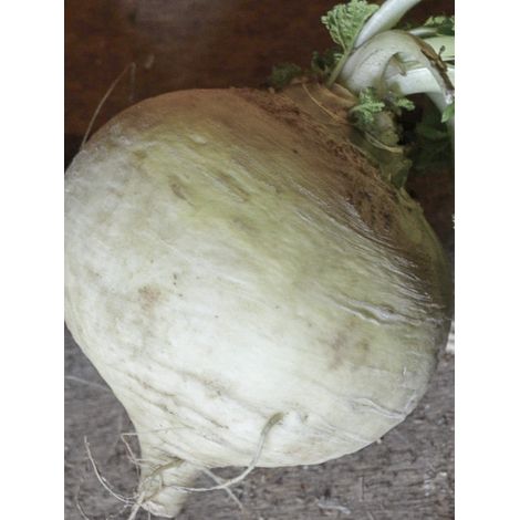 Navet 'Rave du Limousin' le sachet de 7500 graines (25g)
