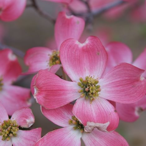 Cornouiller à fleurs d'Amérique Rubra, Cornus/Pot de 4L - 40/60 cm (1/5)