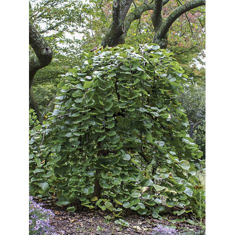 Gainier du Canada pleureur 'Traveller' Pot de 7,5L/10L