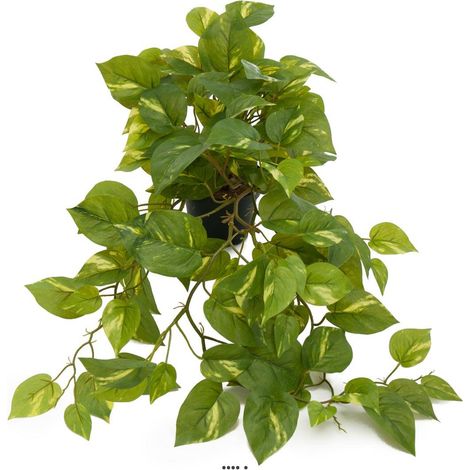 Pothos artificiel retombant en pot, L 55 cm (1/3)