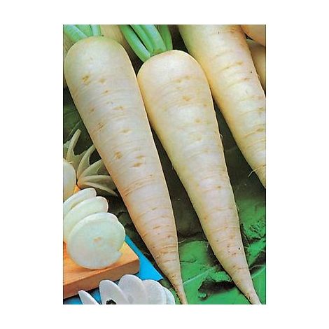 NAVET BLANC DUR D HIVER - 5 G