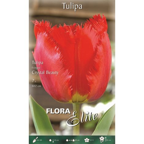 TULIPANO FRINGED CRYSTAL BEAUTY (CONFEZIONE DA 7 BULBI)