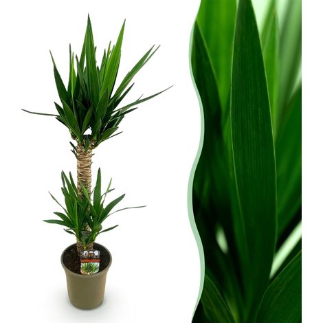 Yucca elephantipes - Plante d'intérieur Tropicale Facile d'entretien - Vert - Pot 19 cm - 95 cm - PANGIVO (1/5)