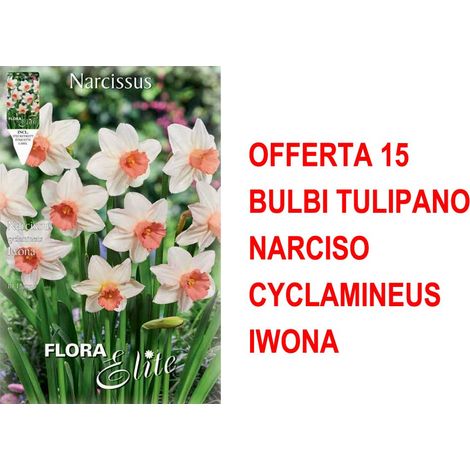 BULBI AUTUNNALI OFFERTA 15 BULBI NARCISO CYCLAMINEUS IWONA BULBI BULBS