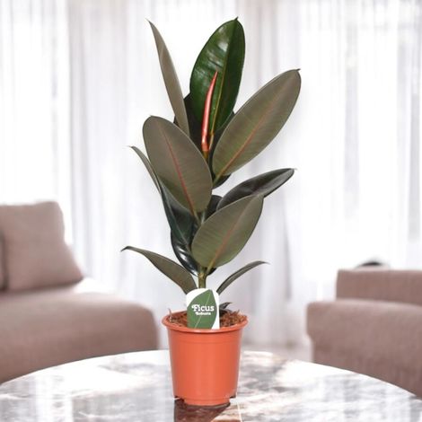 Gardenaria Ficus elastica 'Abidjan' - Pianta da interno ornamentale - Altezza: 120/150cm (vaso 22) (1/5)
