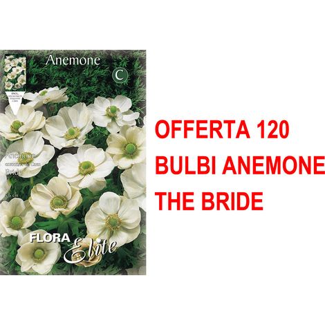 OFFERTA 120 BULBI ANEMONE CORONARIA THE BRIDE