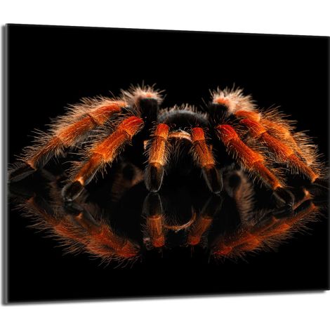 Placa protectora de vidrio para la estufa 60x52 Spider (1/5)