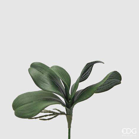EDG Enzo De Gasperi Orchidea Phalaenopsis Foglia x5 Artificiale H 27 Cm Green (1/4)