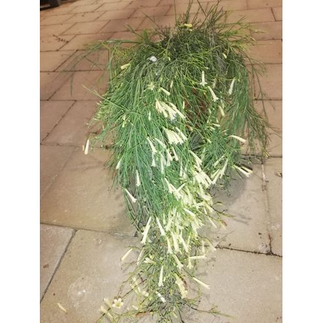 Leptospermum Scoparium bianco v17