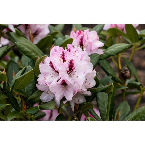 Rhododendron 'Herbstfreude' Rhododendron Hybr.'Herbstfreude' C5 30- 40 (1/3)