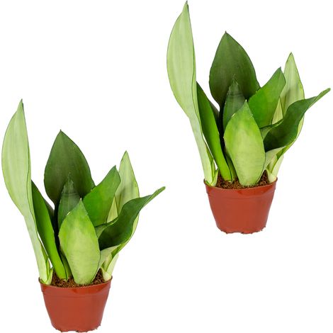 2x Sansevieria Moonshine P9H20 (1/2)