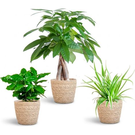 Lot de 3 Plantes d'Intérieur Non Toxiques avec Paniers en Jonc de Mer Naturel Ø12 cm Vertes - PANGIVO (1/3)