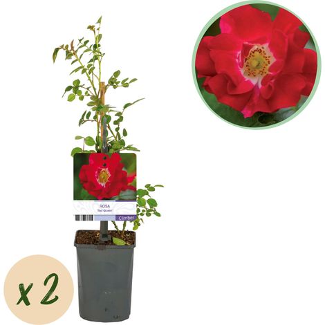 Rosier Grimpant Rosa Red Queen - Fleurs Rouge Profond - Lot de 2 Plantes - Pot 11cm H40cm - PANGIVO (1/5)