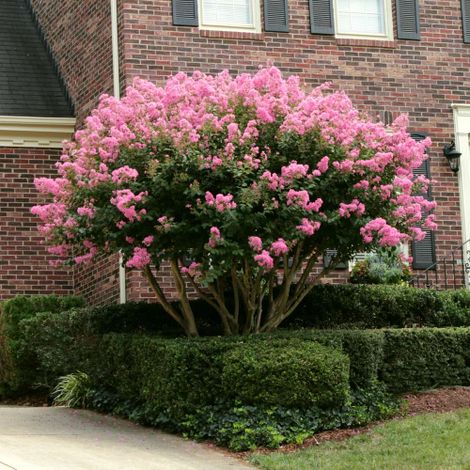 Lagerstroemia indica Rosa "Muskogee" pianta in vaso 19 cm