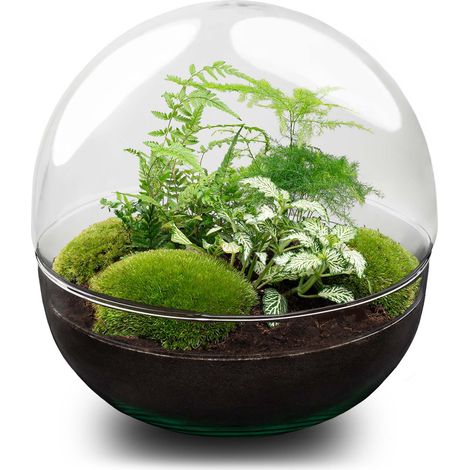 Kit Terrarium de Plantes DIY Dome XL en Verre avec Asparagus et Fougère Ø 28 x 28 cm - PANGIVO (1/4)