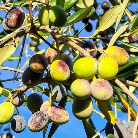 PIANTA DI ULIVO TOSCANINA in vaso 20/fitocella - età 2/3 anni (foto reali)
