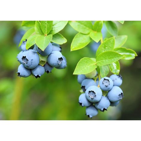 Vaccinium corymbosum Patriot mirtillo americano FOTO REALI H 70CM