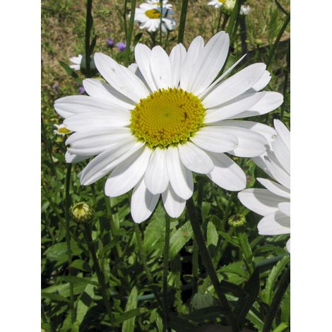 Marguerite 'Superbum Brightside' Godet de 8/9 cm