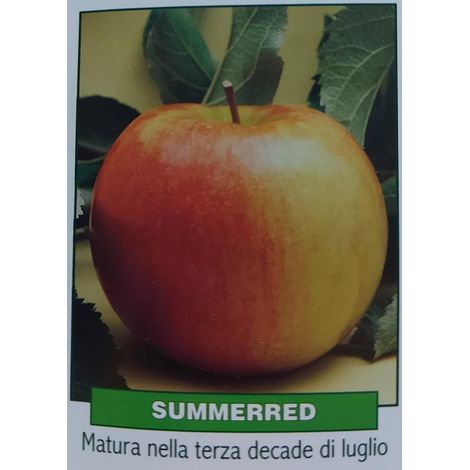 Mela Summered - pianta di 3 anni