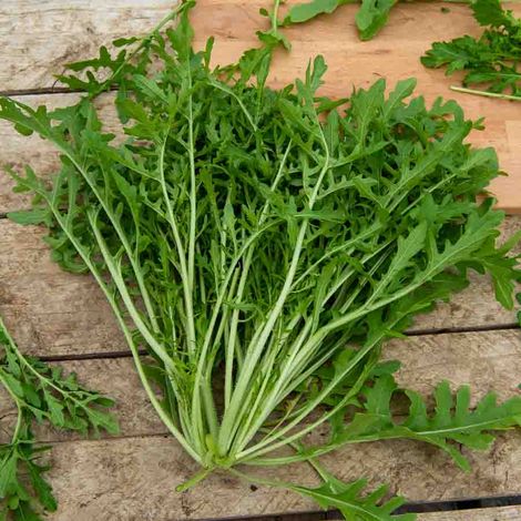 Roquette cultivée Vilmorin (1/2)