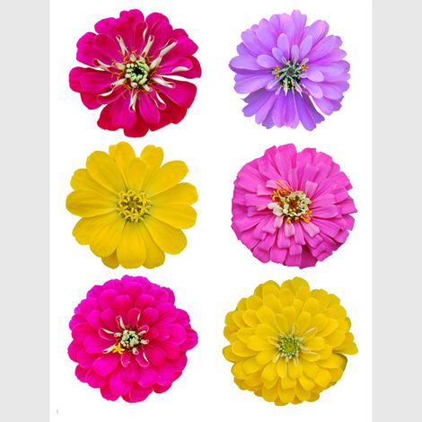 Sticker - Grandes fleurs - 65x85 cm