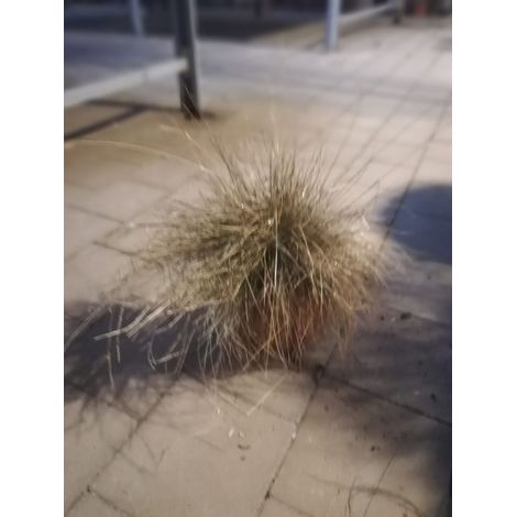 Festuca Variegata v17