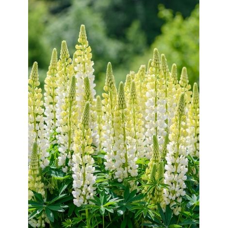 Lupin 'Noble Maiden' Godet de 7/8 cm (1/2)