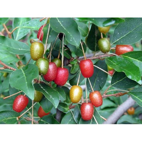 ELEAGNUS UMBELLATA (1 PIANTA)