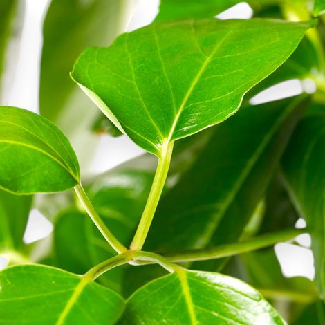 Gardenaria Schefflera actinophylla 'Amate' - Pianta da interno ornamentale - Altezza: 70 cm (vaso 19) (1/5)