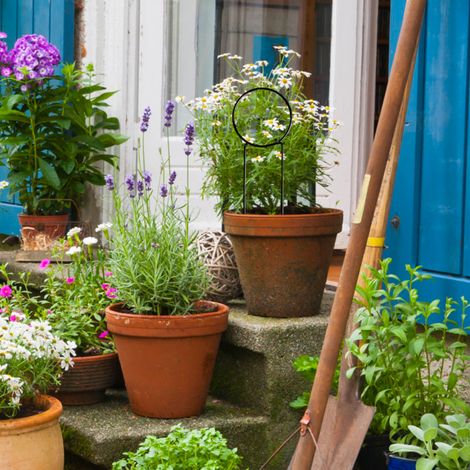 Lot de 3 treillis métalliques pour plantes grimpantes d'intérieur, support en fer pour lierre, rosiers et autres plantes d'intérieur (1/5)
