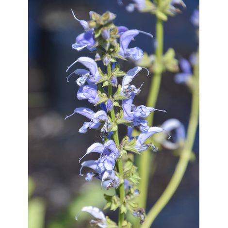 Sauge des près 'Sky Dance' Godet de 8/9 cm (1/2)