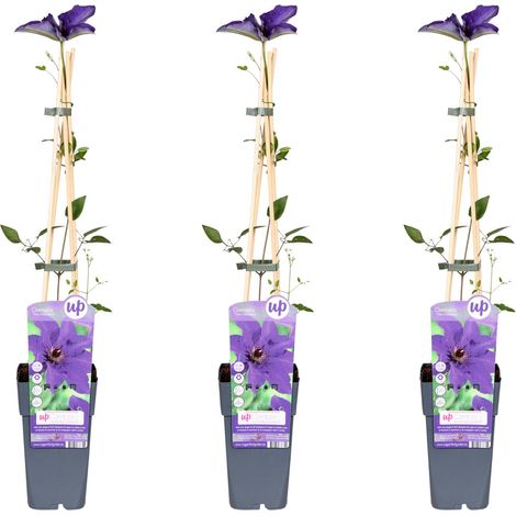 Clématite 'The President' Plante Grimpante Fleurs Violettes Lot de 3 Hauteur 65 cm - PANGIVO (1/2)