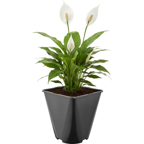 Garronda Pflanztopf Kunststoff 18 x 18 x 20 cm (5L) eckig abgerundet mit Drainagelöchern Blumentopf robust für Garten Gewächshaus Balkon Innen Außenbereich Schwarz GD-0200
