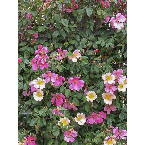 Rosier ancien de Chine 'Mutabilis' Pot de 4L/5L, Qualité 2 branches, Sur propres racines ( non greffé) (1/4)