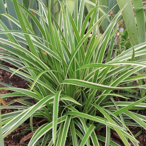 Carex morrowii 'Ice Dance' - Laîche panachée - Hauteur de la plante : 20 cm - Pot Ø 11 cm (1 litre)