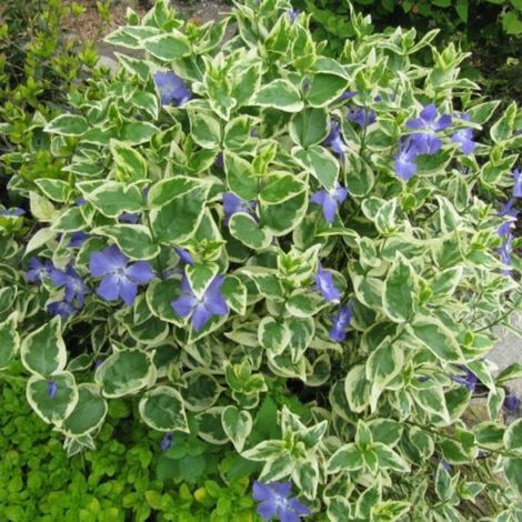 Pervenche panachée (Vinca Major Variegata) - Grande pervenche - Vivaces - Fleurs coupées - Couvre-sols - Bulbes de printemps (1/3)