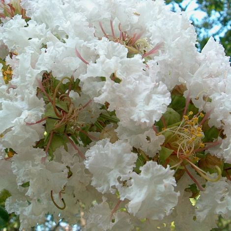 Lilas des Indes Petit´ Canaille® Blanc, Lagerstroemia/Pot de 3L - Touffe